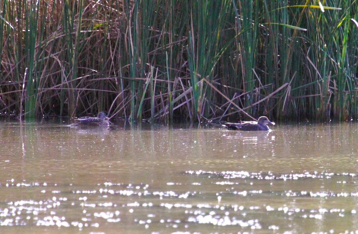 Boz Ördek - ML646754468