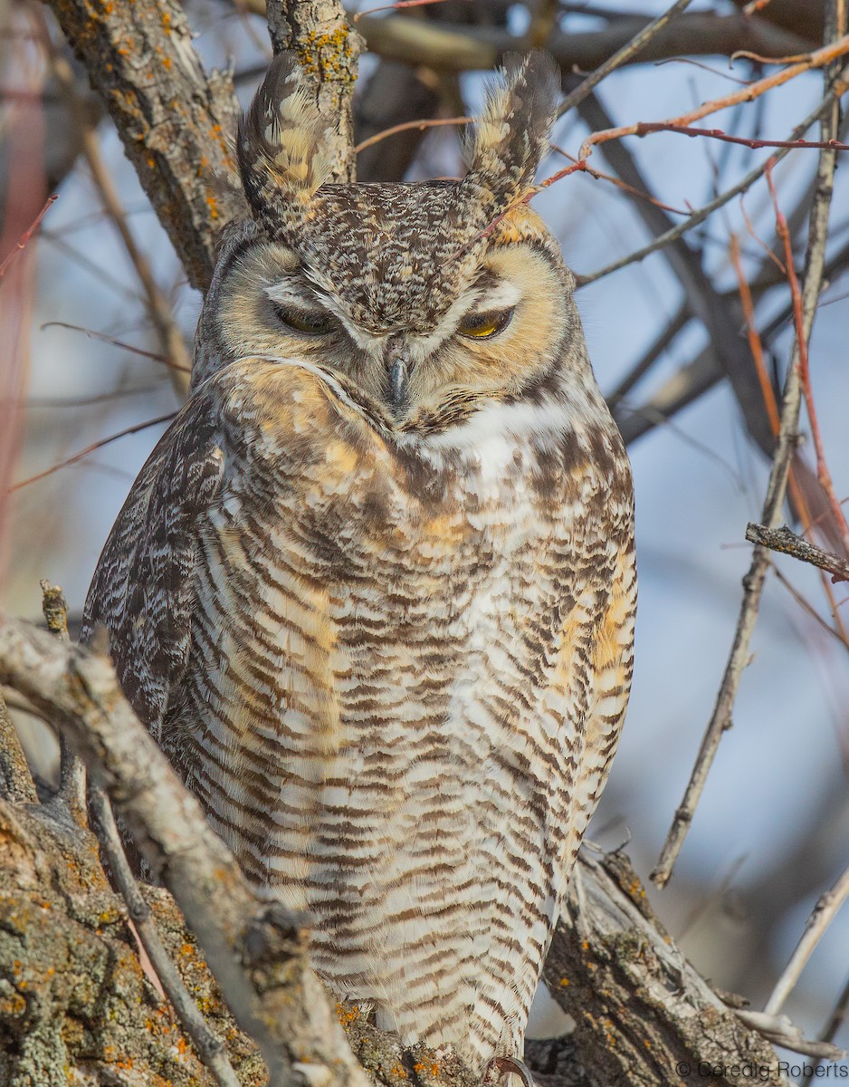 Great Horned Owl - ML646754469