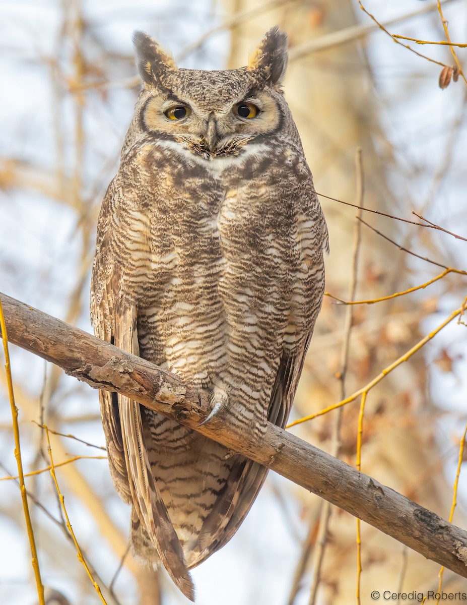 Great Horned Owl - ML646754470