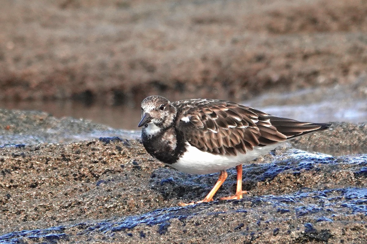 キョウジョシギ - ML646754471