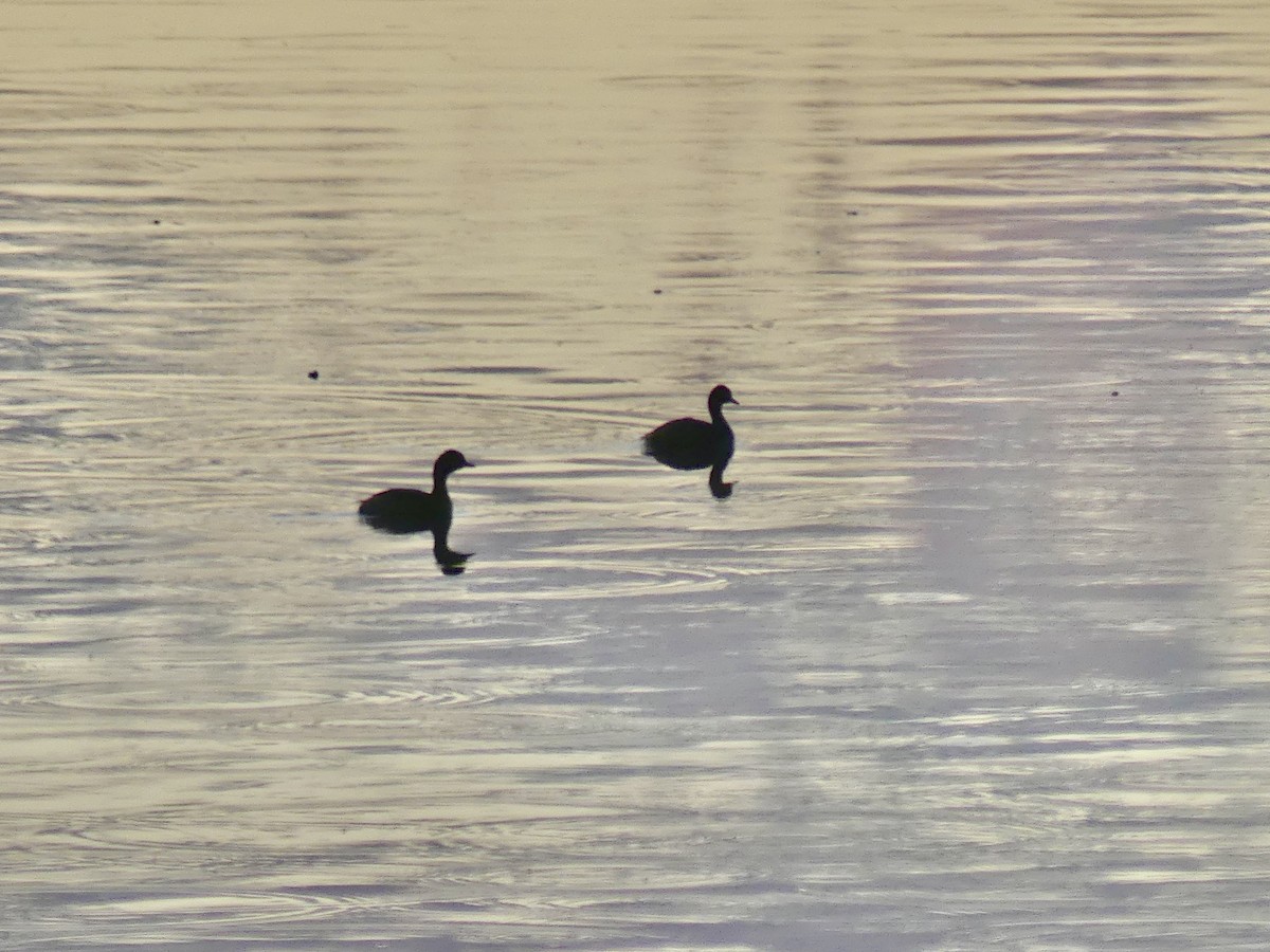 Little Grebe (Little) - ML646754472