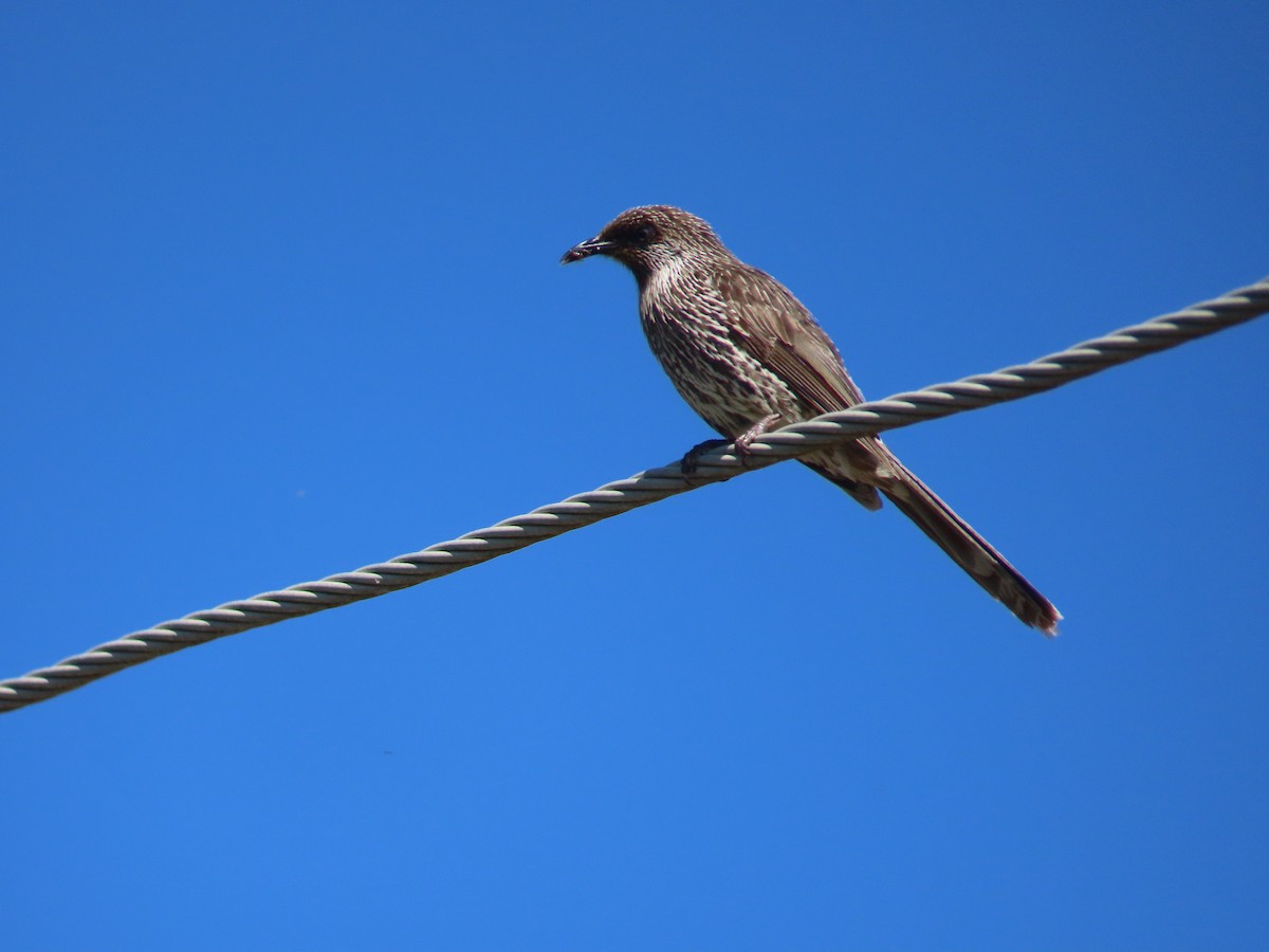 Little Wattlebird - ML646754474