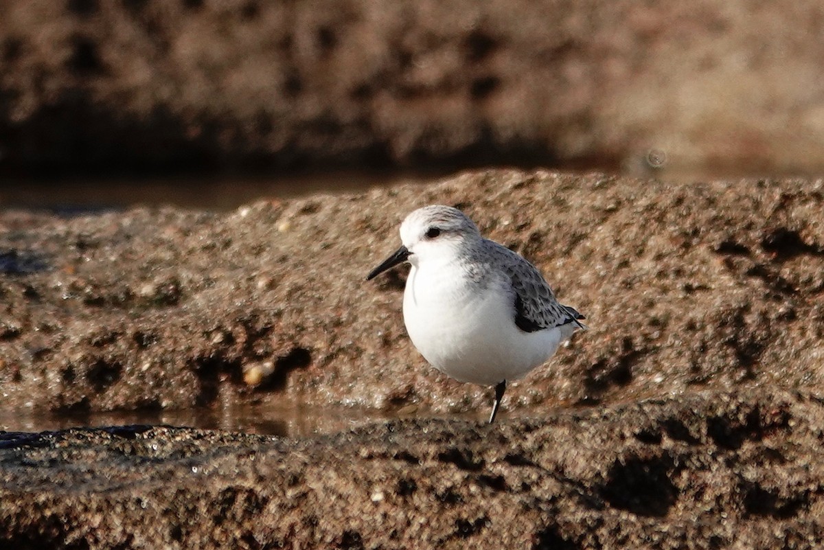 ミユビシギ - ML646754475