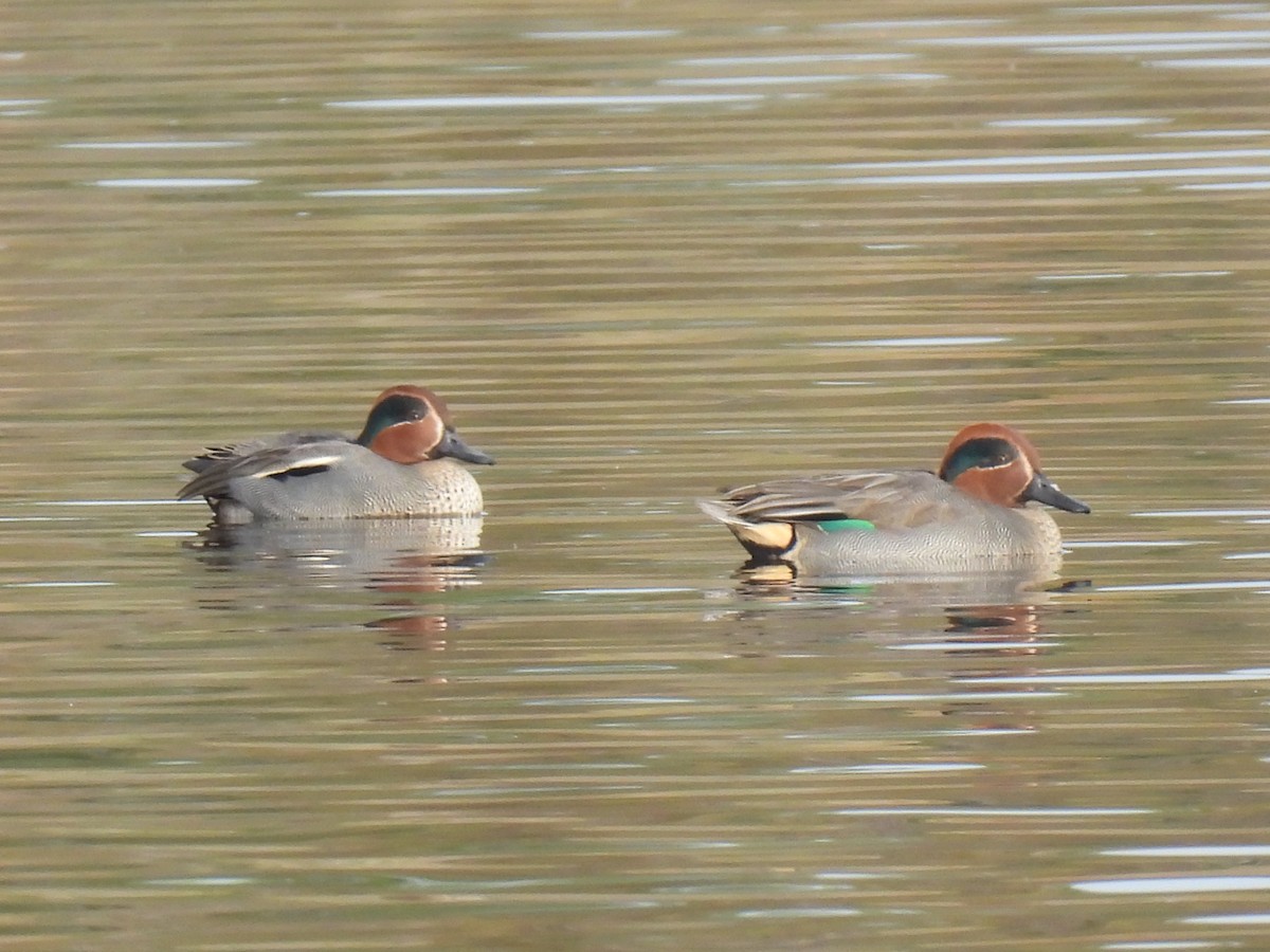 Krickente - ML646754476