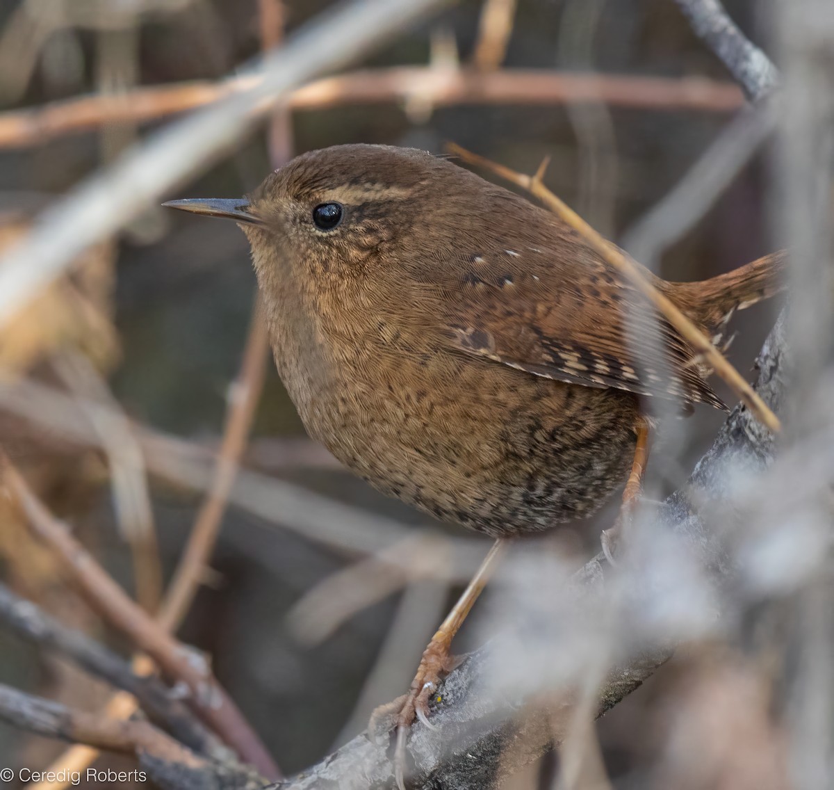 Pacific Wren - ML646754477