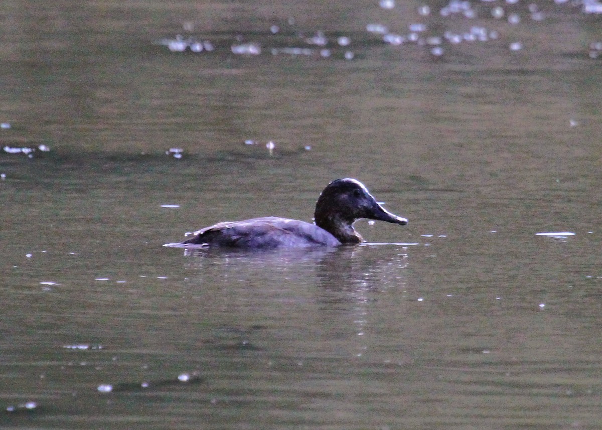 Tafelente - ML646754478