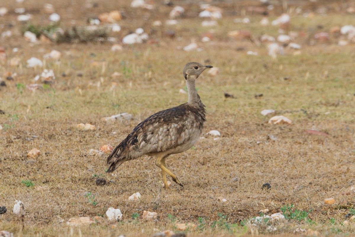 Черногорлый корхан - ML646754479