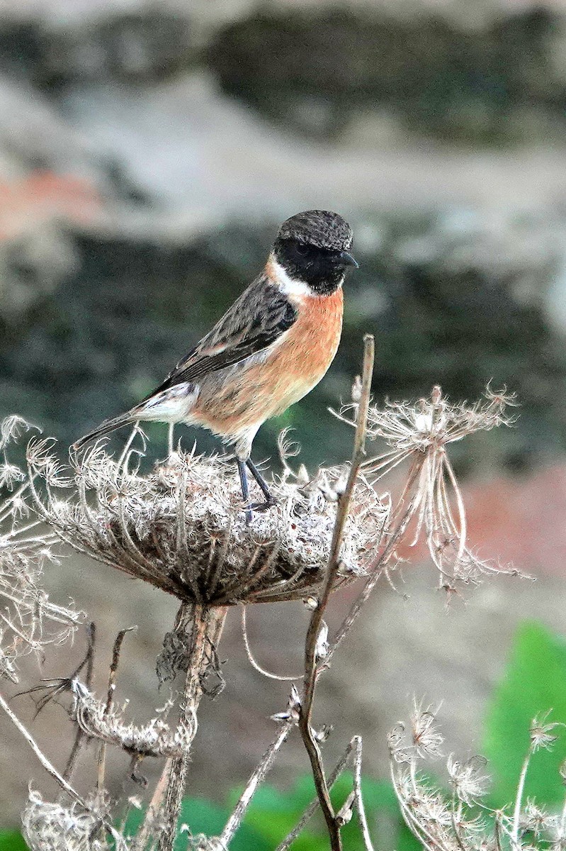 ヨーロッパノビタキ - ML646754480