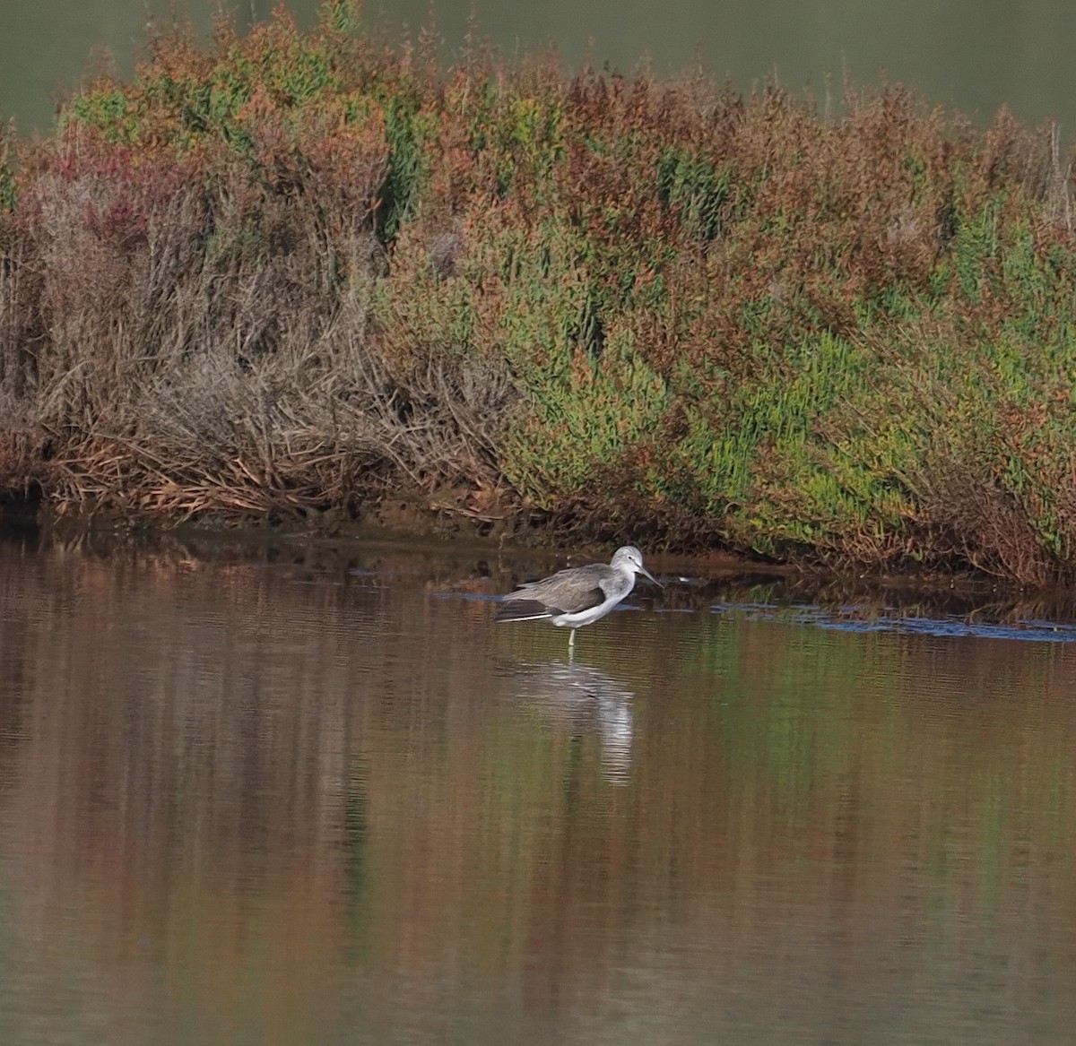 Коловодник великий - ML646754481