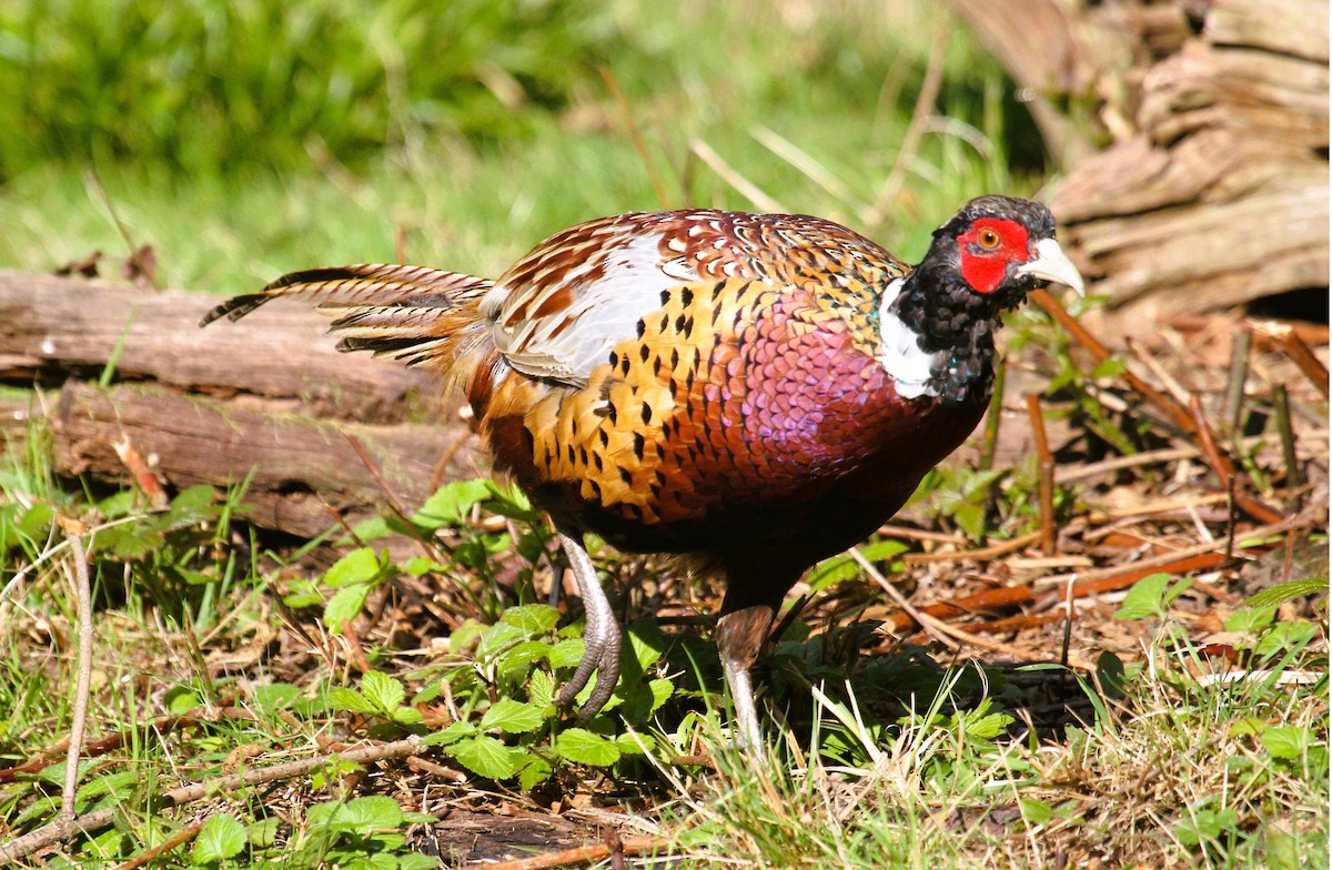 Jagdfasan - ML646754484