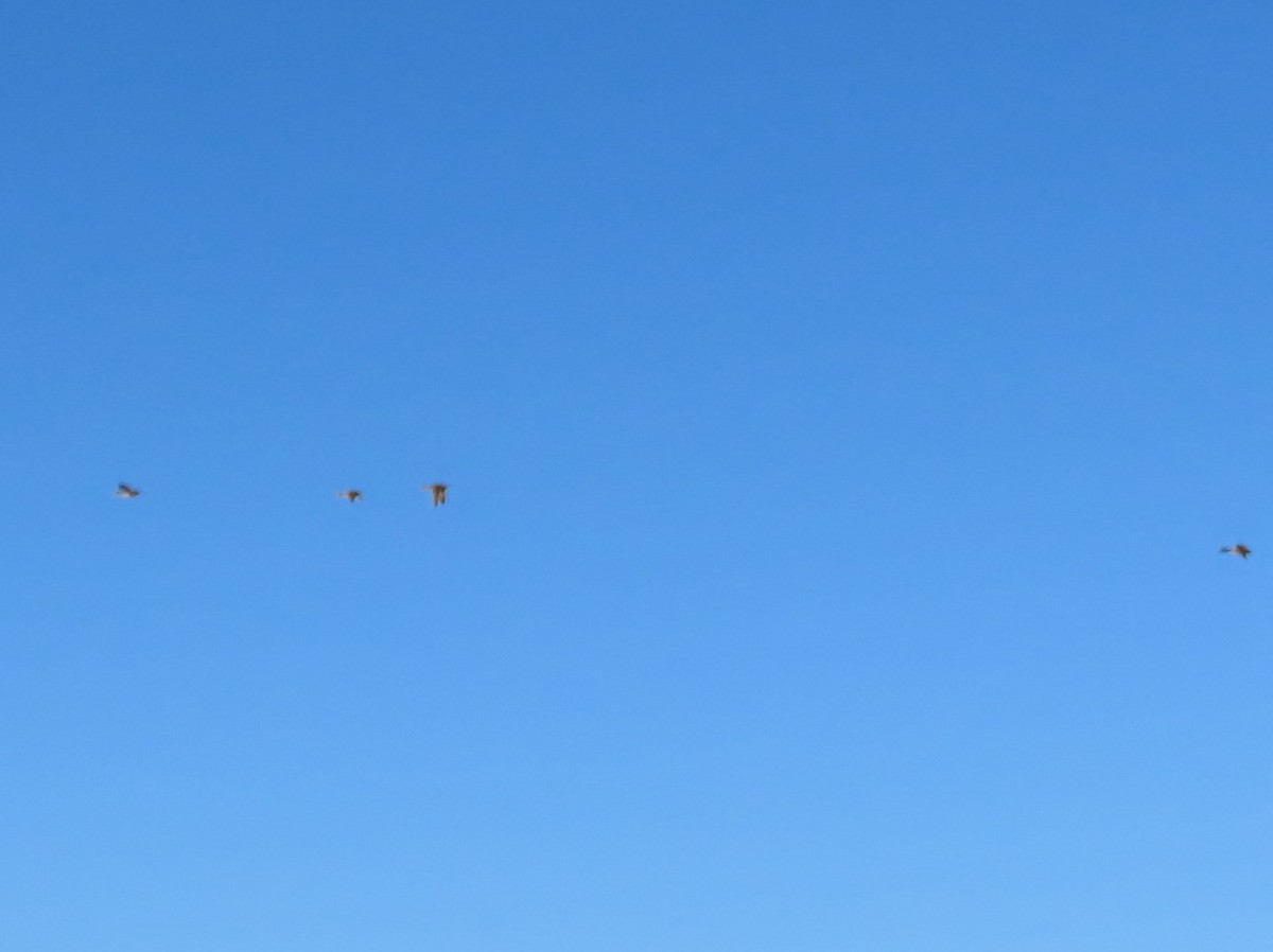 Stockente - ML646754487