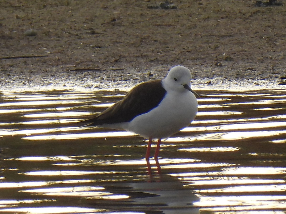 Stelzenläufer - ML646754488