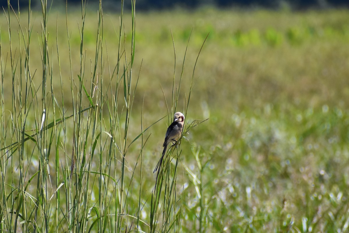 Yetapá Grande - ML646754491