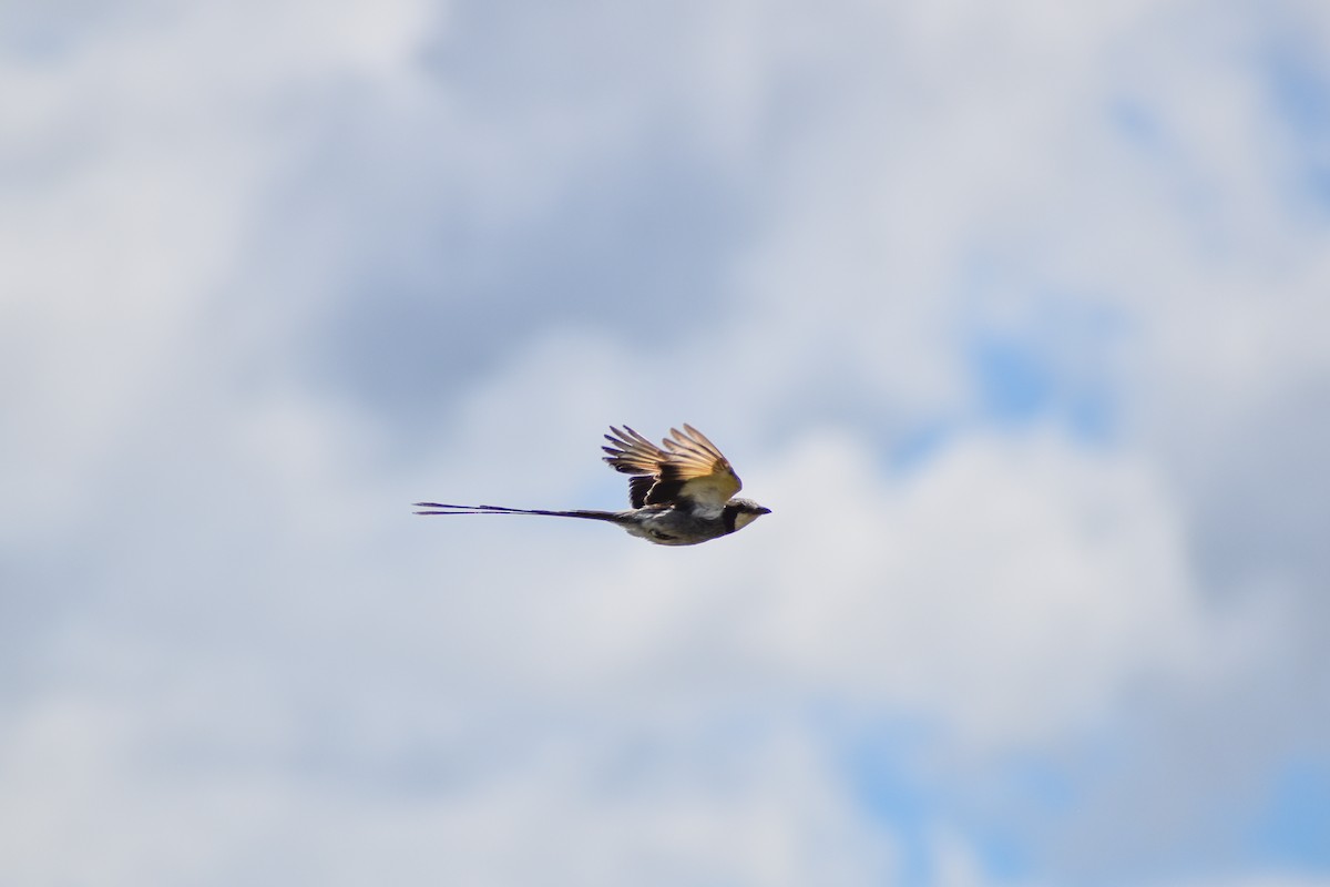 Yetapá Grande - ML646754492