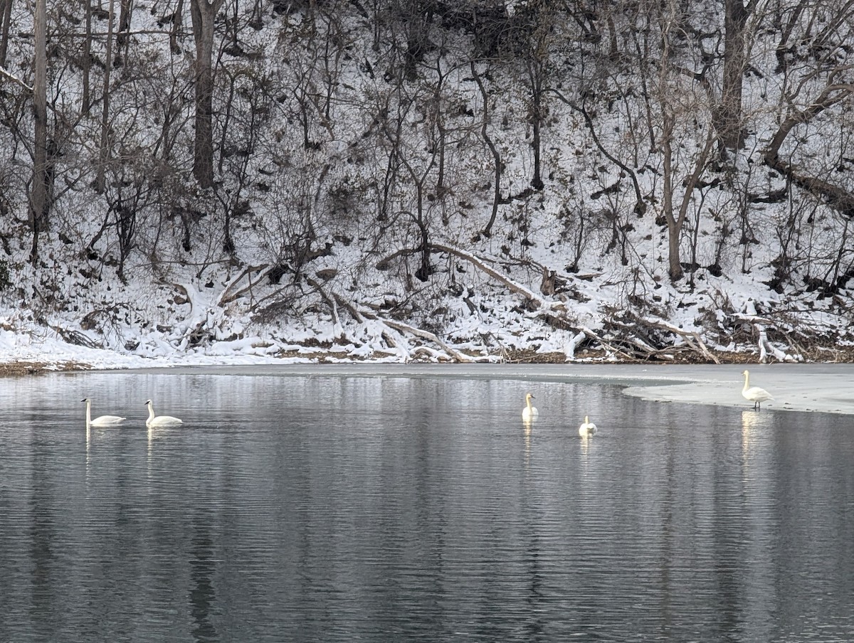 Trumpeter Swan - ML646754493