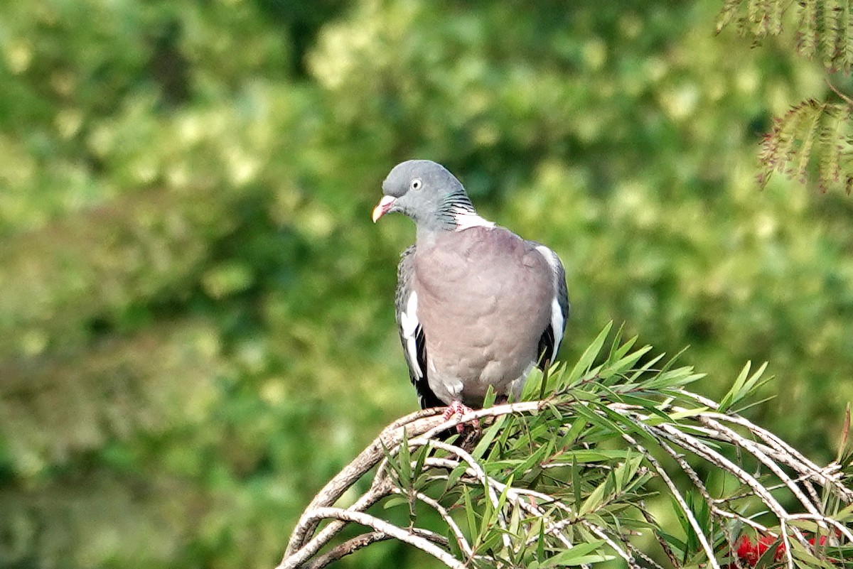 モリバト - ML646754494