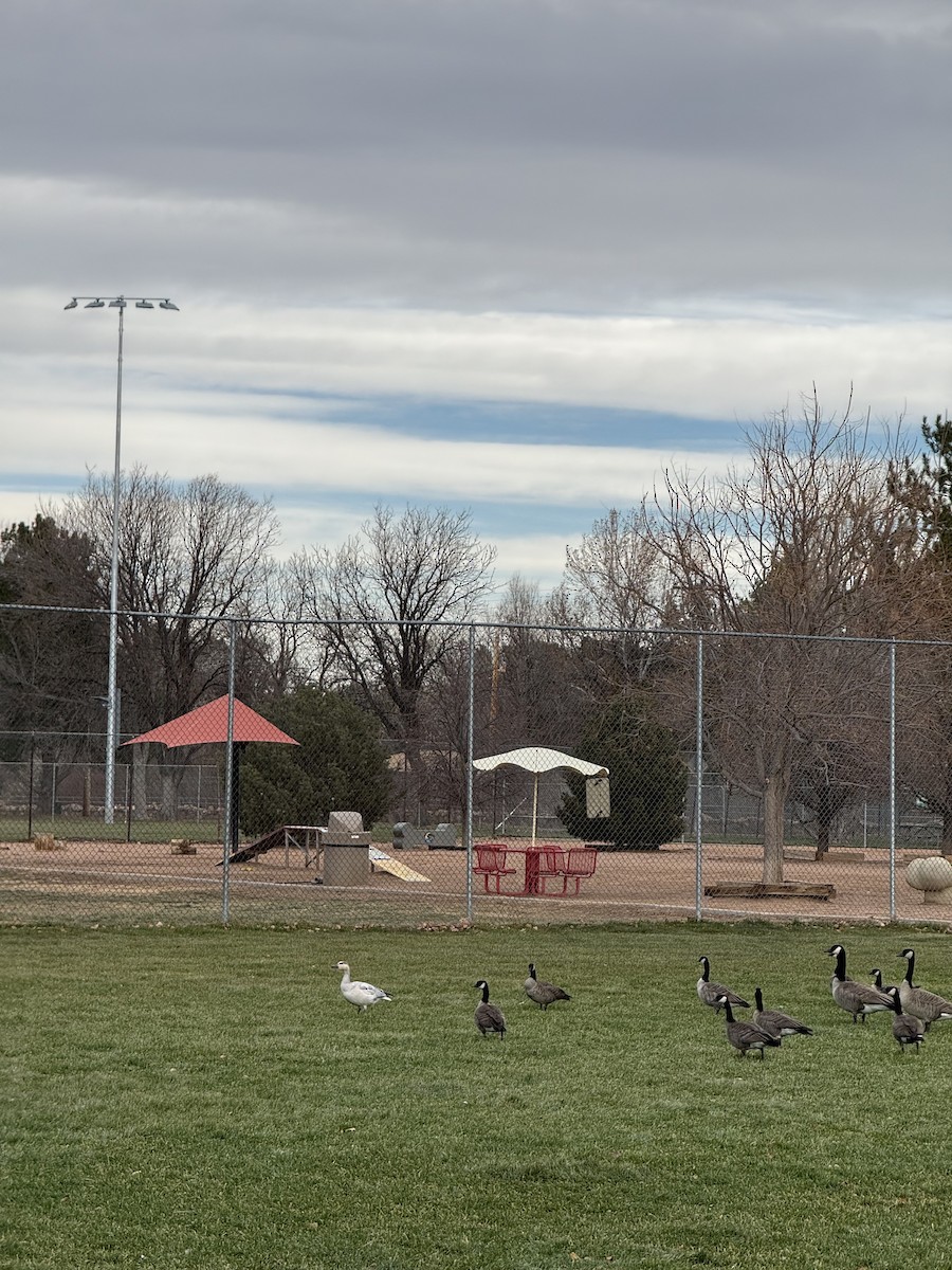 Schneegans - ML646754495