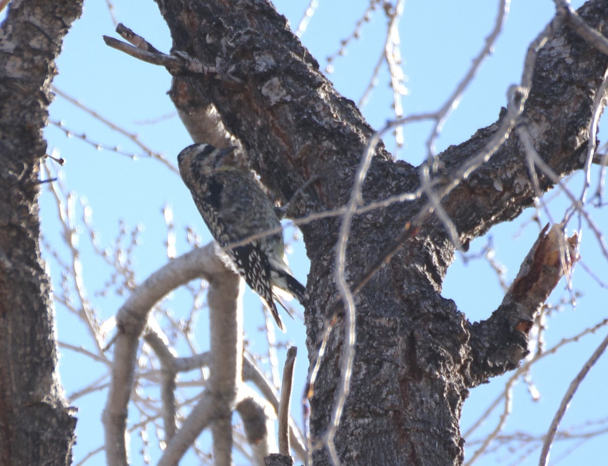 Yellow-bellied Sapsucker - ML646754497