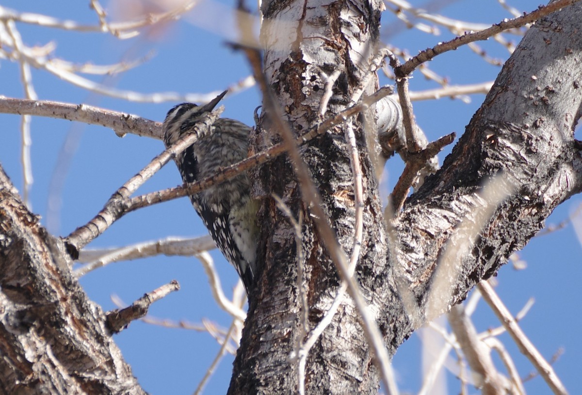 Yellow-bellied Sapsucker - ML646754498