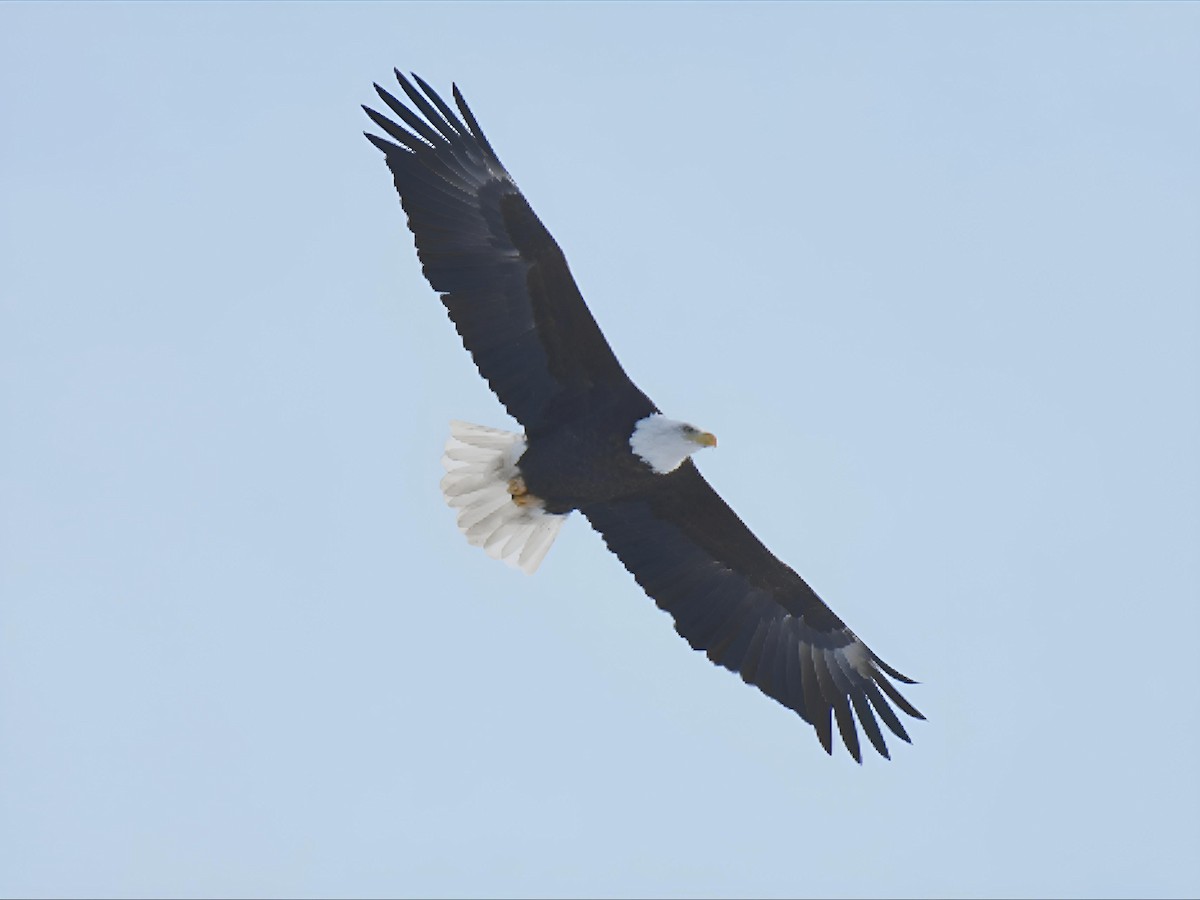 ハクトウワシ - ML646754501