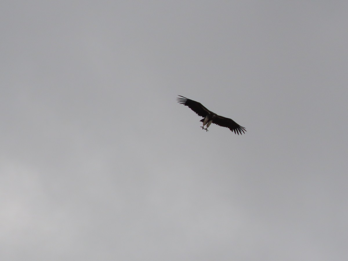 Ohrengeier - ML646754502