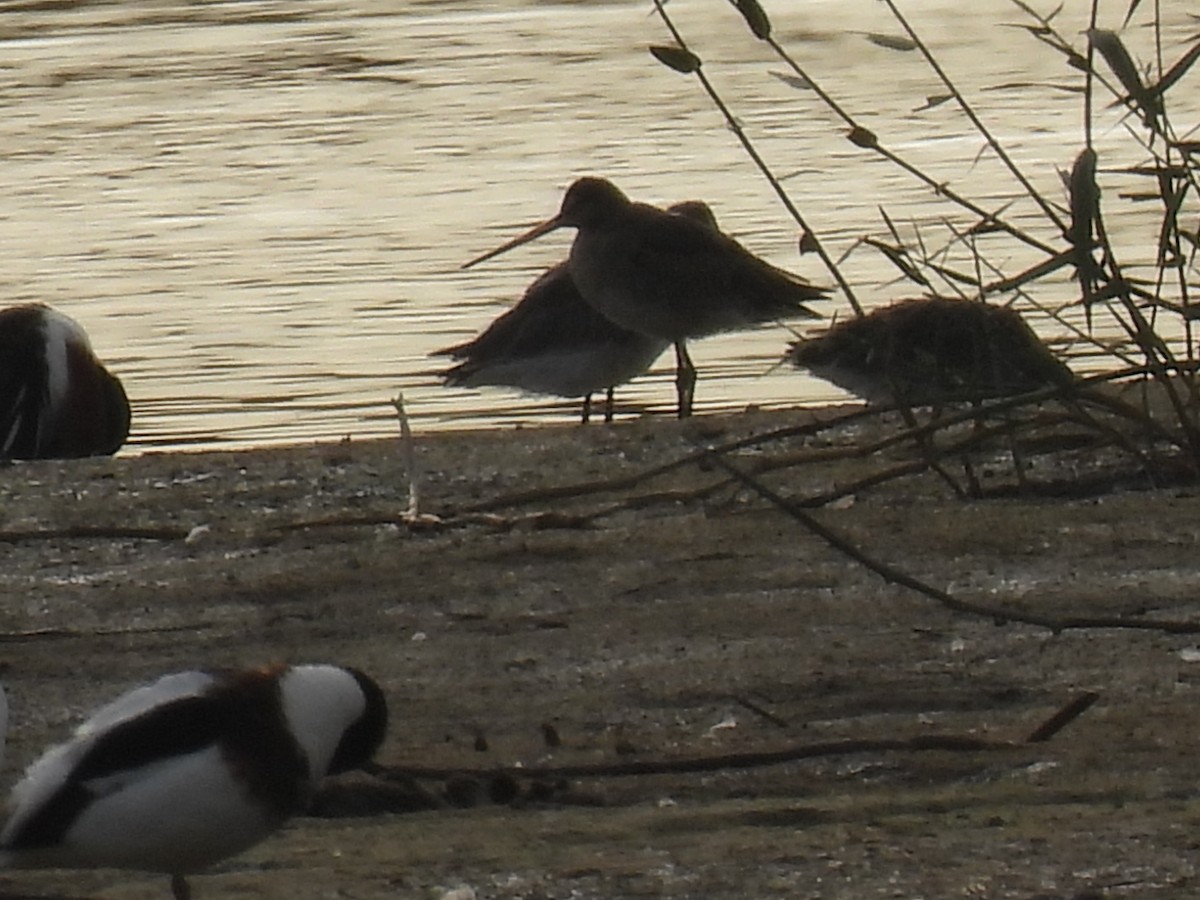 Uferschnepfe - ML646754504