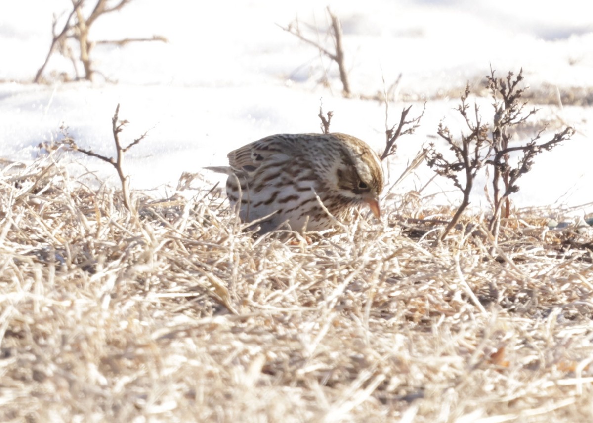 Savannah Sparrow - ML646754505