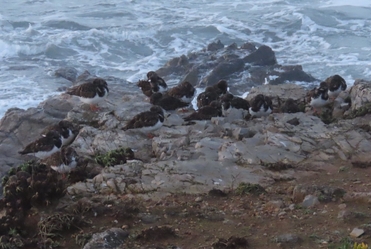 Steinwälzer - ML646754506