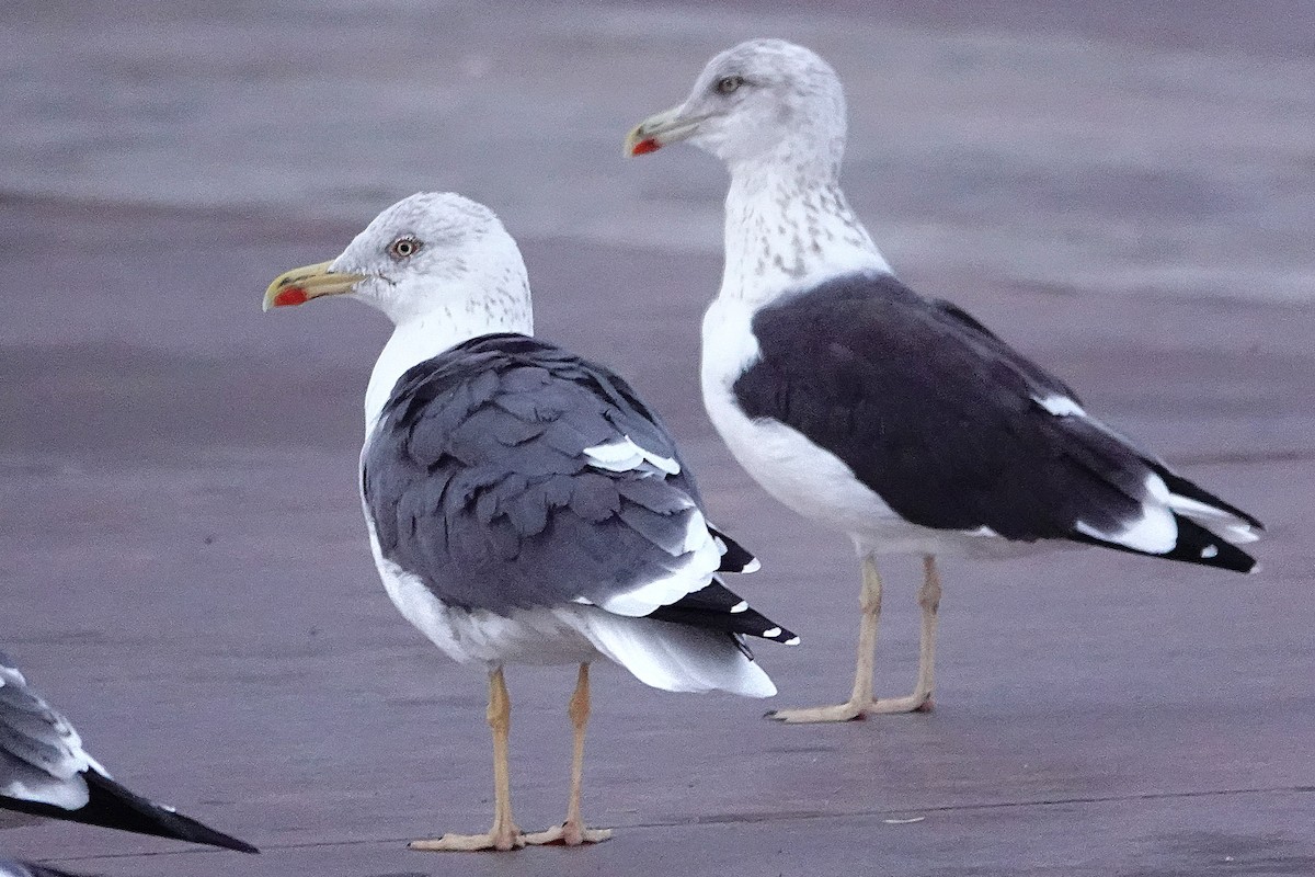 ニシセグロカモメ - ML646754507