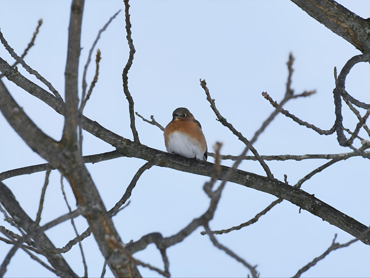 ルリツグミ - ML646754508