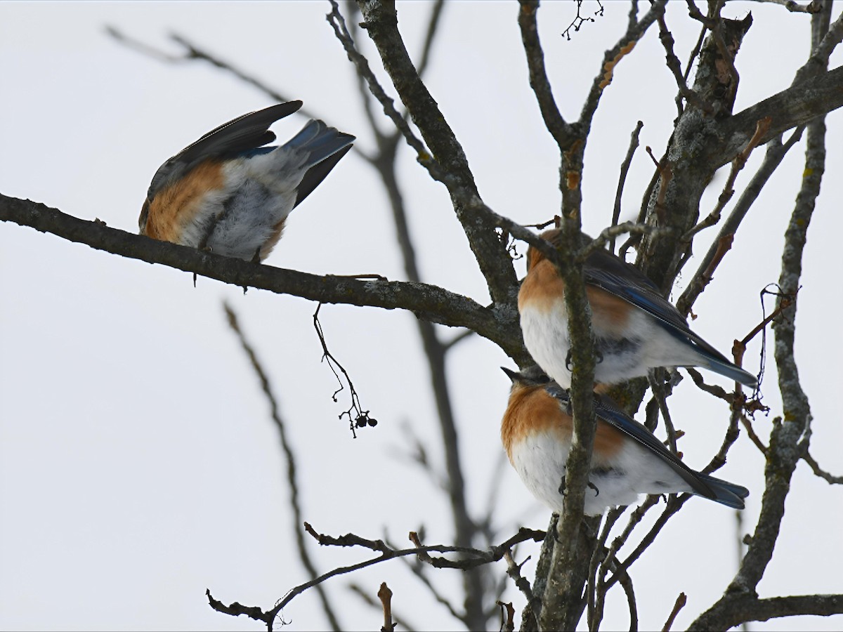 ルリツグミ - ML646754509