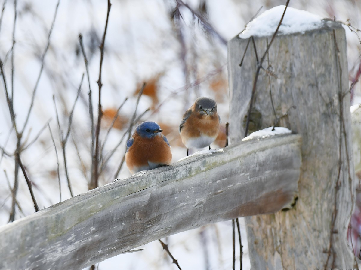 ルリツグミ - ML646754511