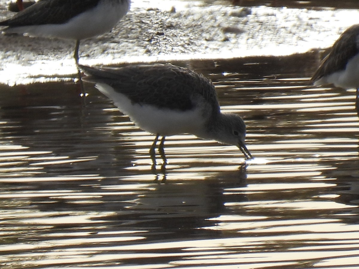 Grünschenkel - ML646754512