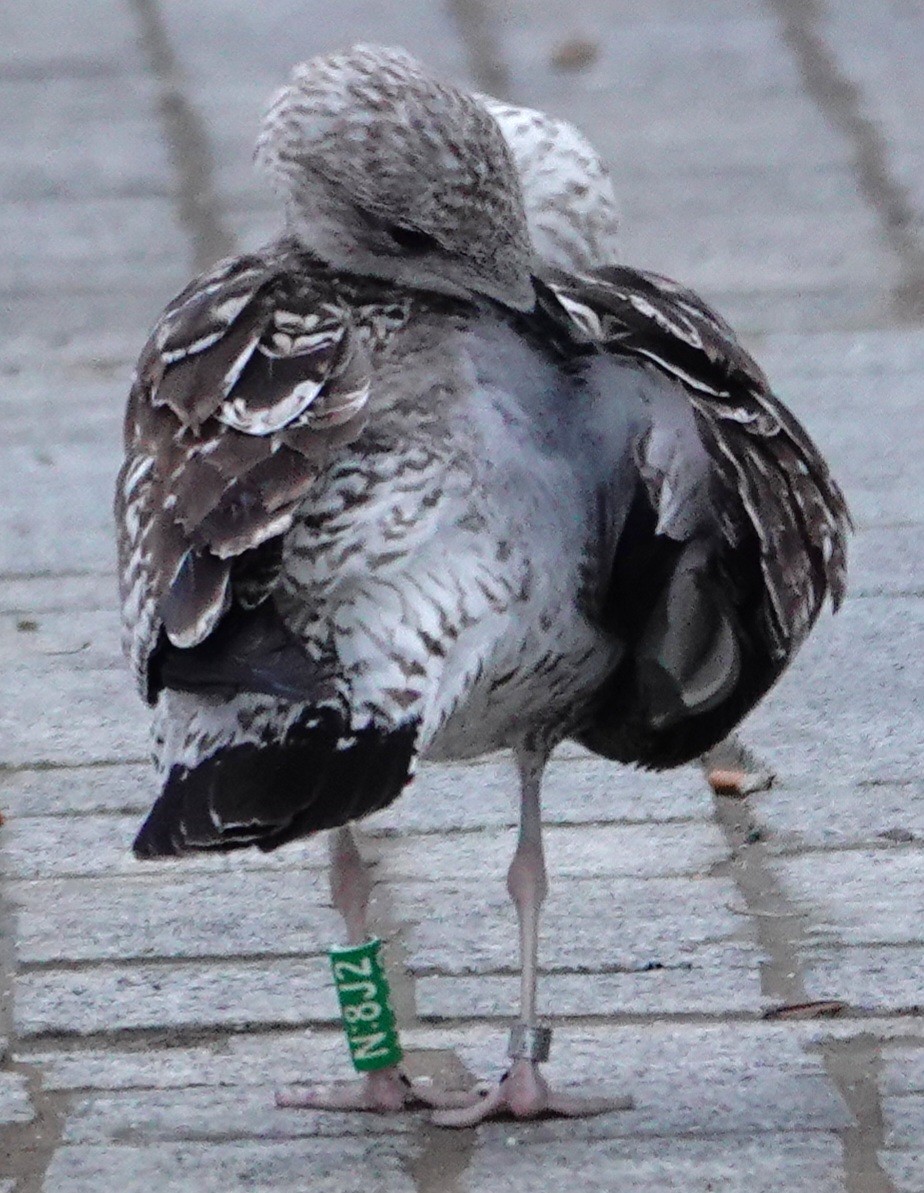 ニシセグロカモメ - ML646754513