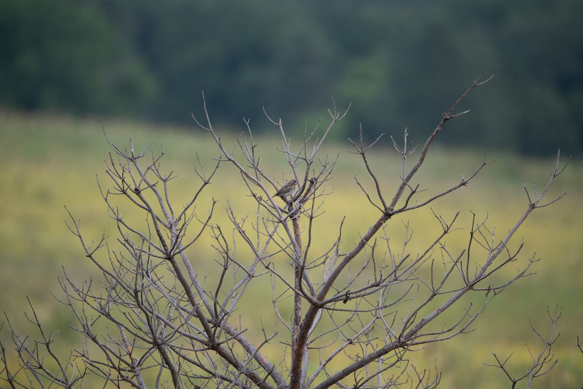 Vesper Sparrow - ML646754514
