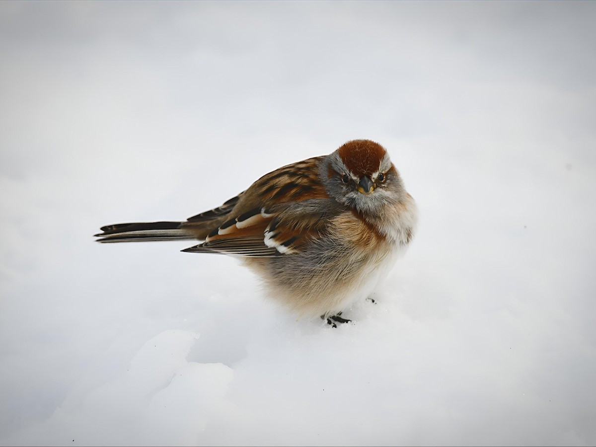 ムナフヒメドリ - ML646754515