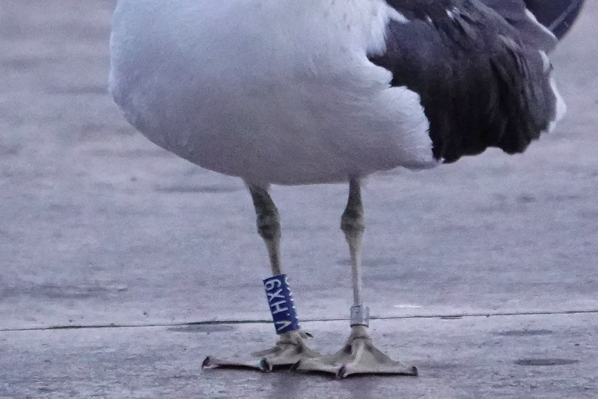 ニシセグロカモメ - ML646754518