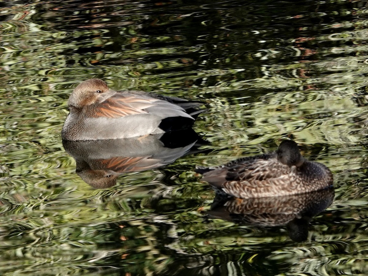 Boz Ördek - ML646754519