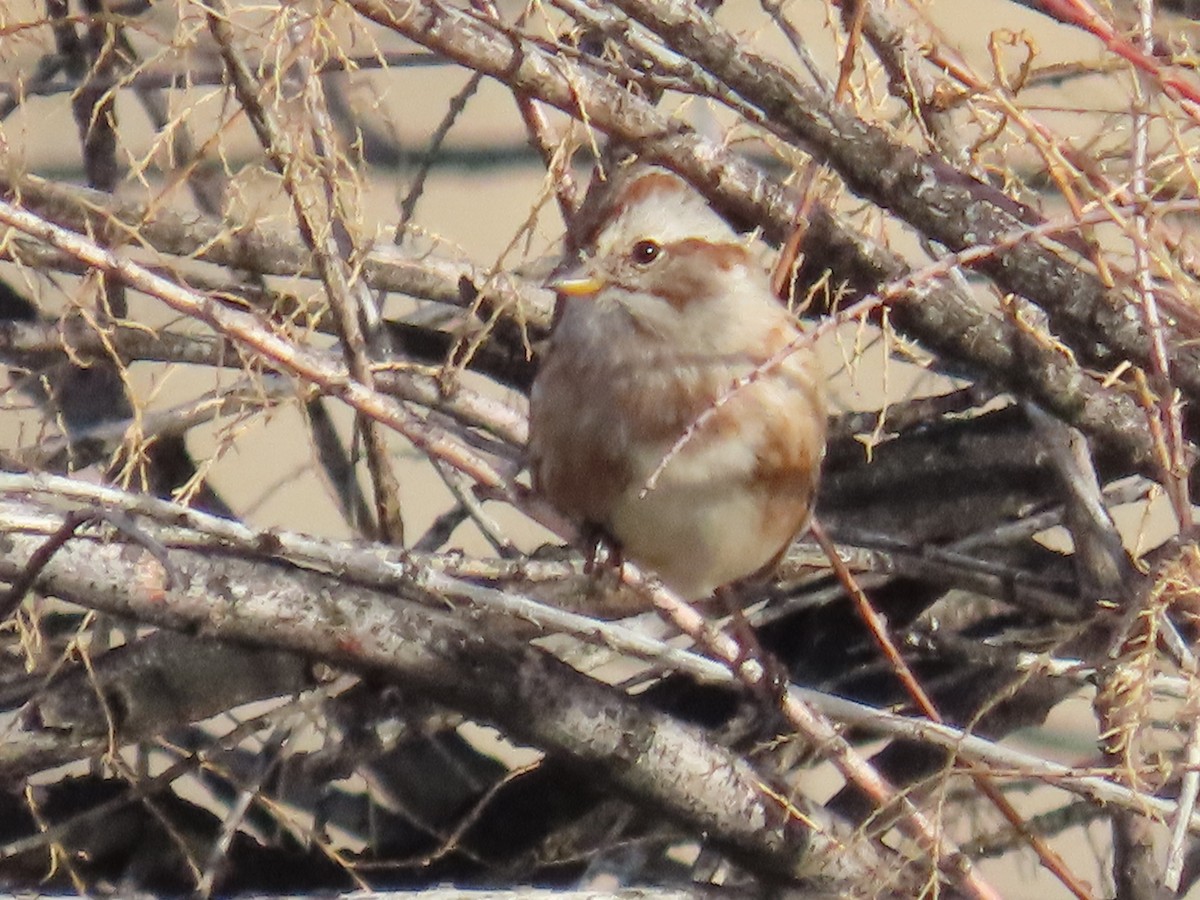 American Tree Sparrow - ML646754520