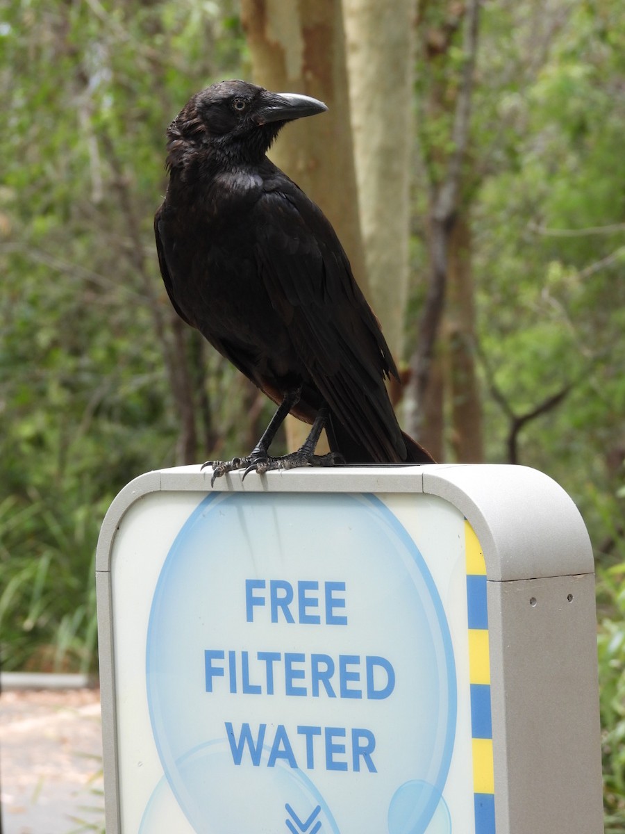 Torresian Crow - ML646754522