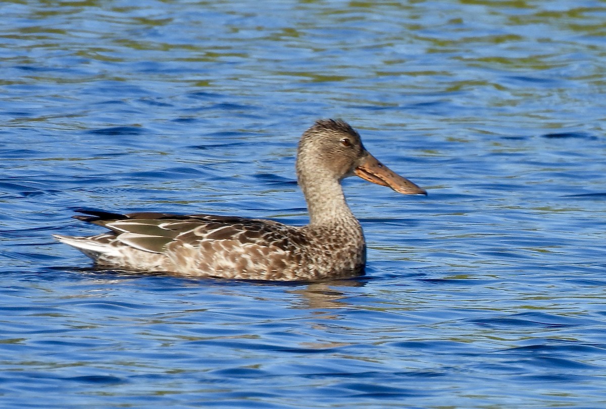 Халбага нугас - ML646754525