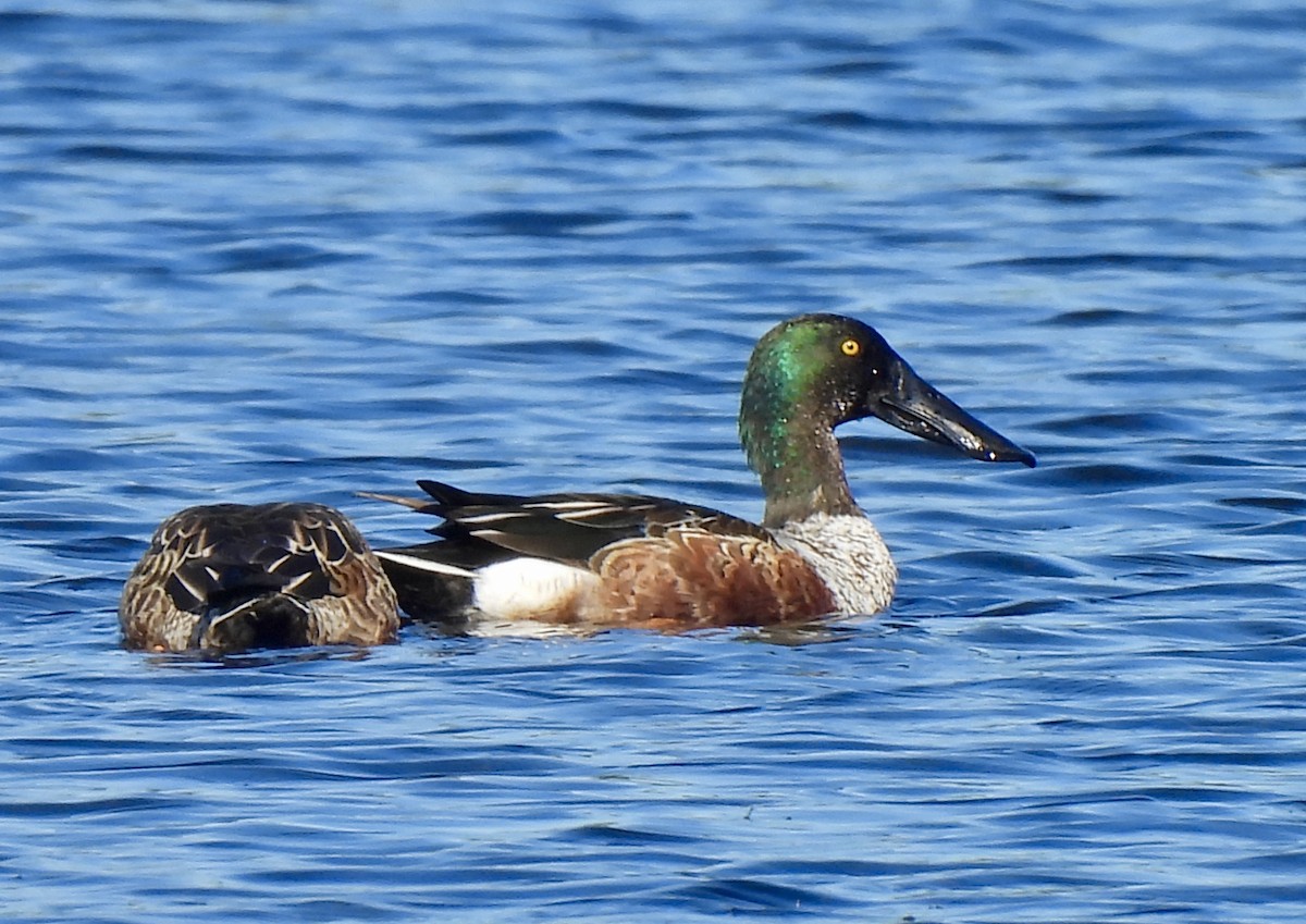 Халбага нугас - ML646754526