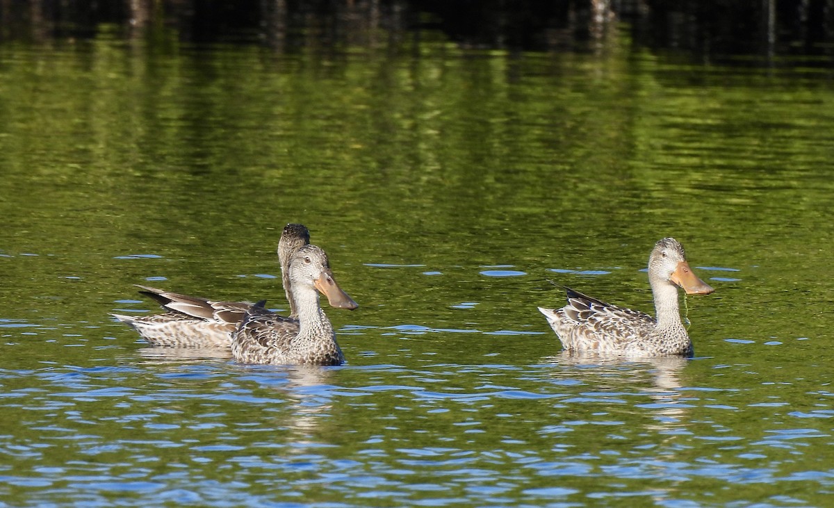 Халбага нугас - ML646754527