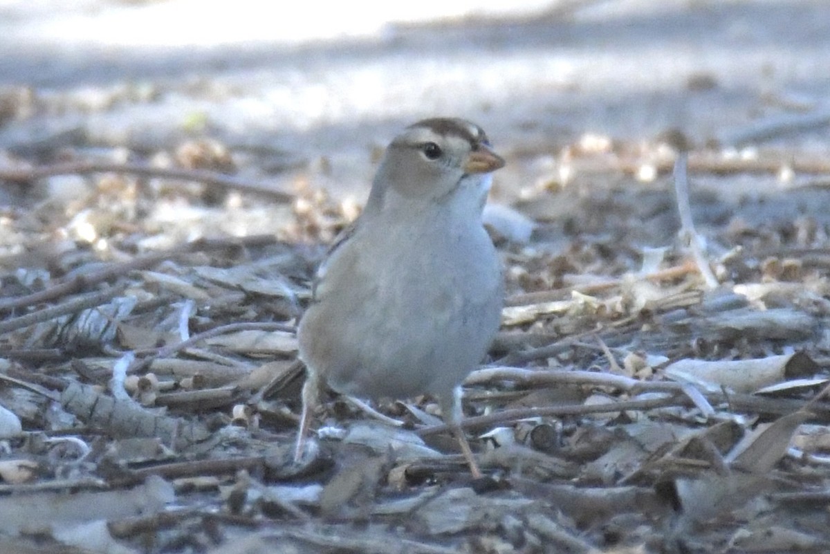 White-crowned Sparrow - ML646754529
