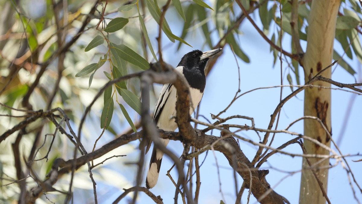 Pied Butcherbird - ML646754530