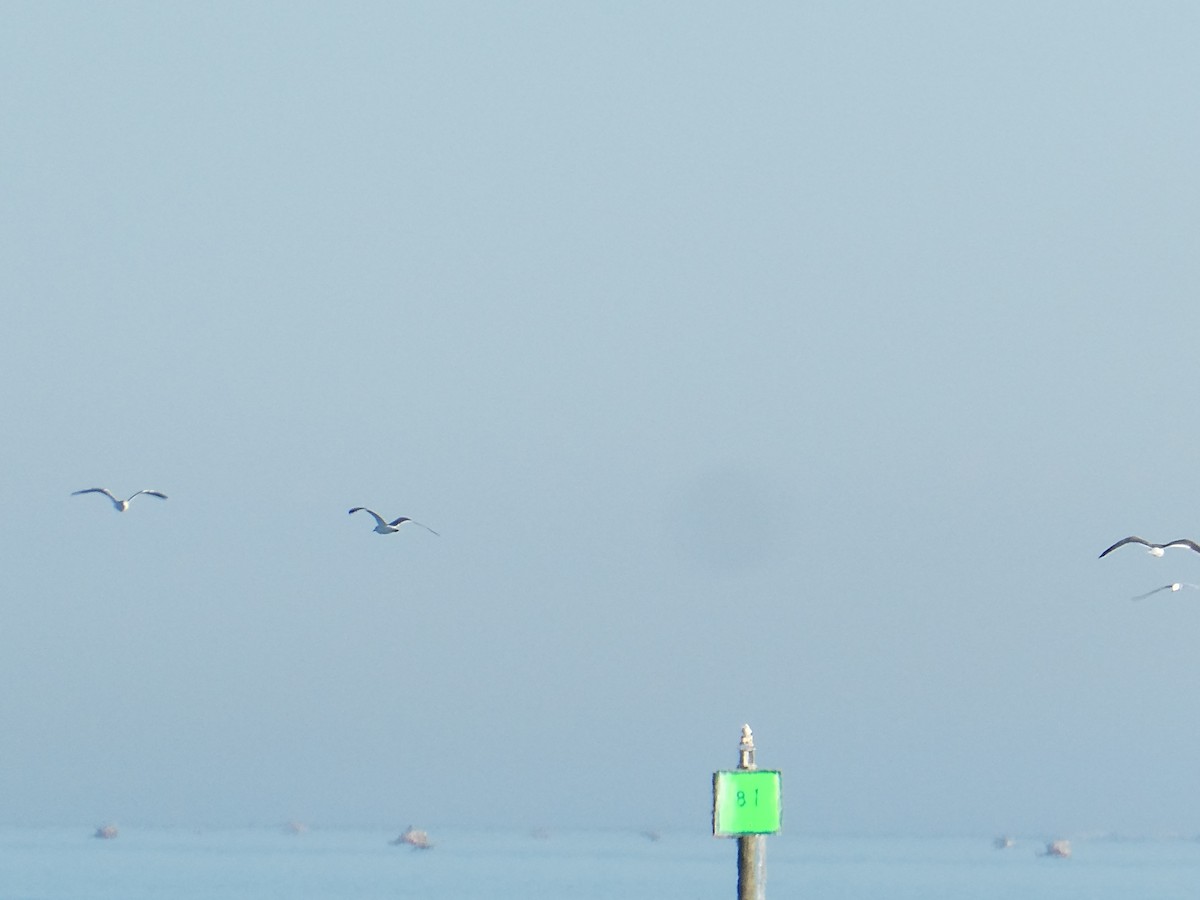 Red-footed Booby - ML646754532