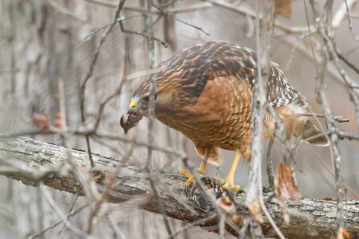 Red-shouldered Hawk - ML646754533
