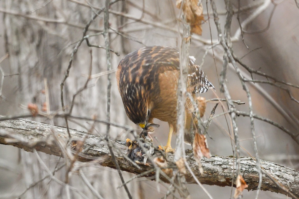 Red-shouldered Hawk - ML646754534