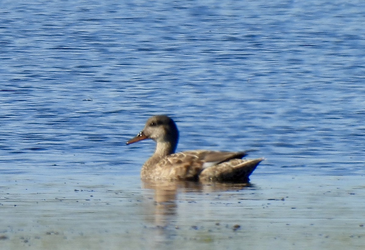 Boz Ördek - ML646754535