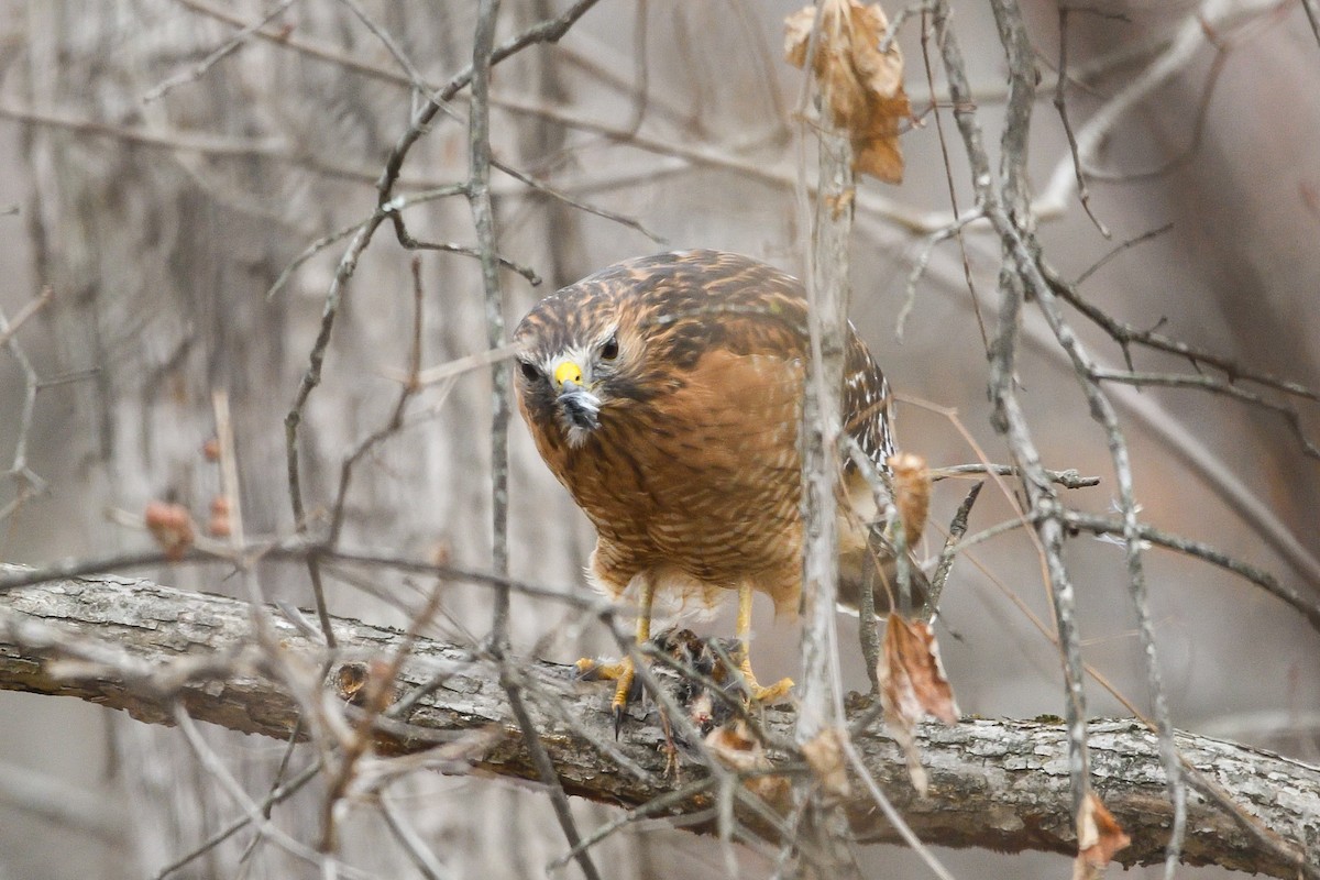 Red-shouldered Hawk - ML646754536